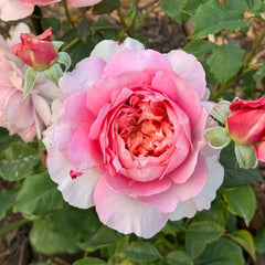 Taoran Rose Plant|桃染 image 3