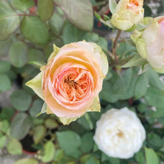 Butterfly Princess Rose Plant|蝴蝶公主 image 3