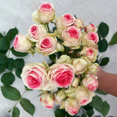 Mimi EdenMeiland Rose Plant|小伊甸园 image 0