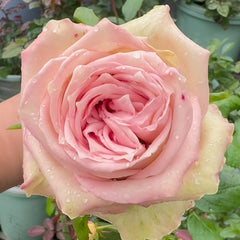 Sweet Elegance Rose Plant|甜蜜高雅 image 3