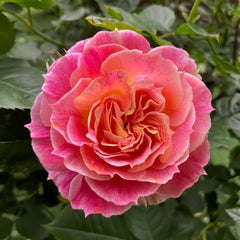 Chaleur Rose Plant|温暖 image 0