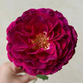 Hiraku Rose Plant|蓝莓戒指 image 0