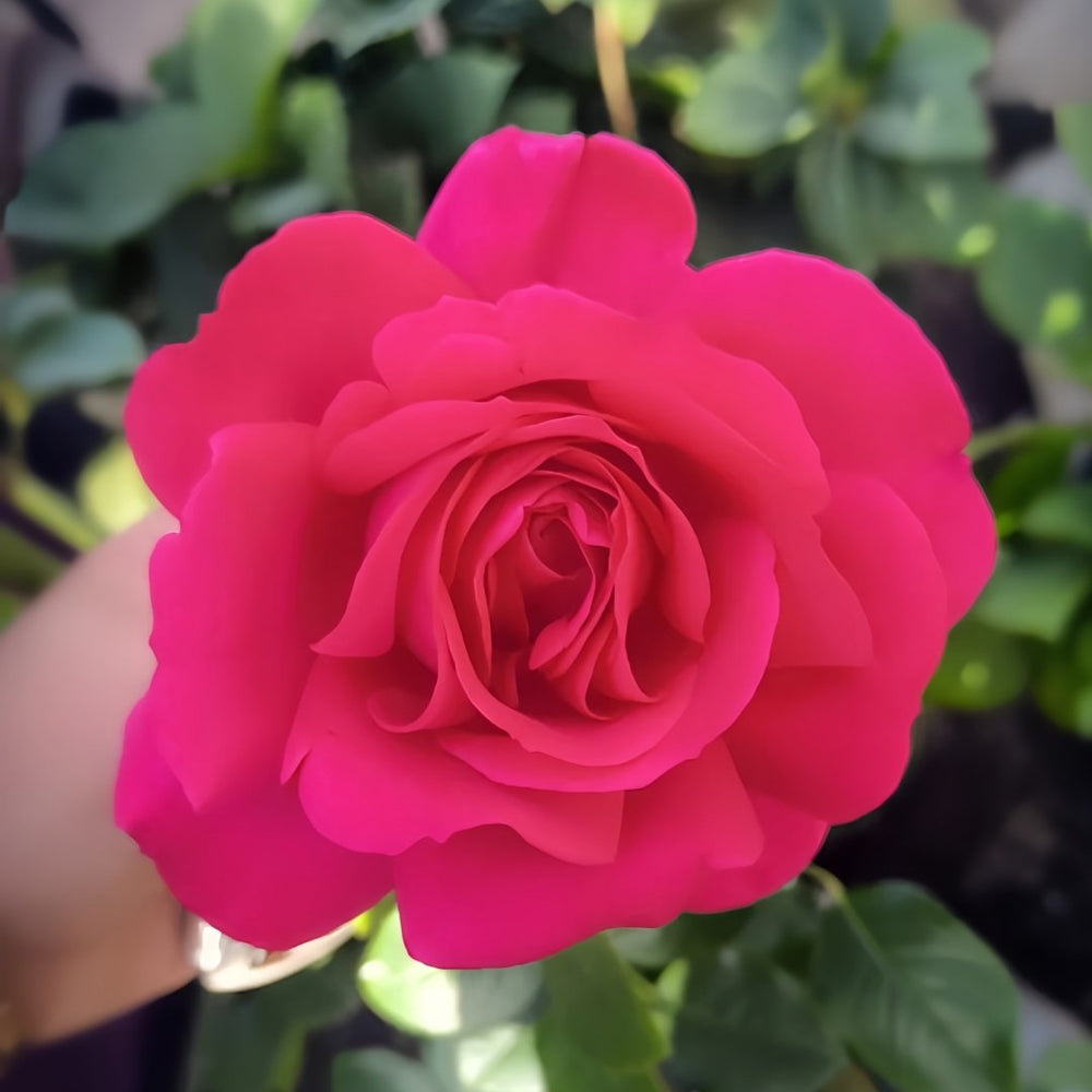 Velasquez Rose Plant|委拉斯凯兹 image 0
