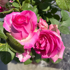 Candy Avalanche Rose Plant|糖果雪山 image 2