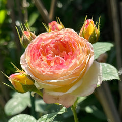 Rosomane Janon Rose Plant | 罗曼尼詹森 image 2
