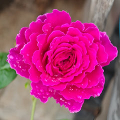 Japanese Ramukan Rose Plant|草药 image 2