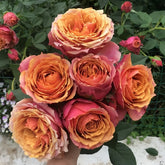 Rosa 'Naples Forever' Rose Plant|永远的那不勒斯 image 0