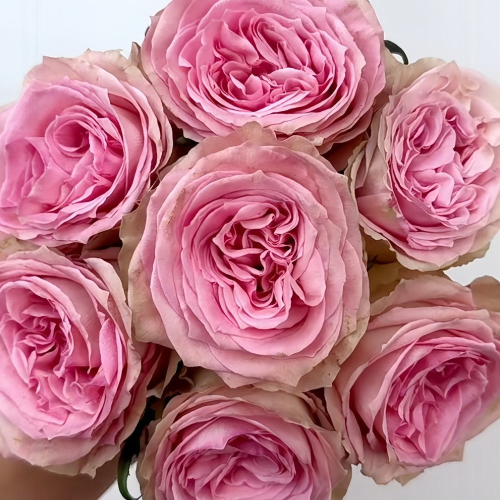 Sweet Elegance Rose Plant|甜蜜高雅 image 0