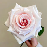 Cleo Rose Plant|克莱奥 image 0
