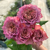 Thé nature Rose Plant|英伦节拍 image 0