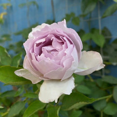 Lucifer Rose Plant|路西法 image 1