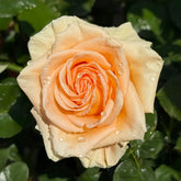 Peach Wave Rose Plant|桃色波 image 0