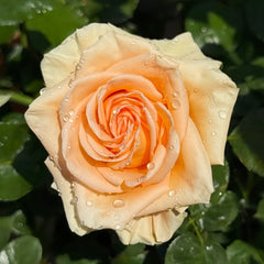 Peach Wave Rose Plant|桃色波 image 0