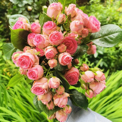 Super Sensation Rose Plant|粉多头 image 1