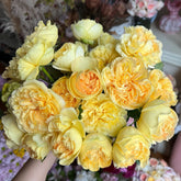 Sicilienne Rose Plant|西西里舞曲 image 0
