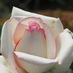 Rosa 'Hatsukoi' Rose Plant | 京成初恋 image 1