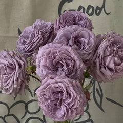 Lilienthal Rose Plant|李林塔尔 image 3