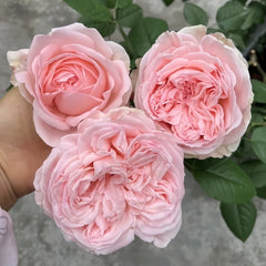 M-nostalgic romance Rose Plant|怀旧浪漫 image 1