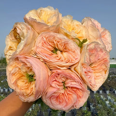 Georgina Gardens Rose Plant|乔治娜花园 image 0
