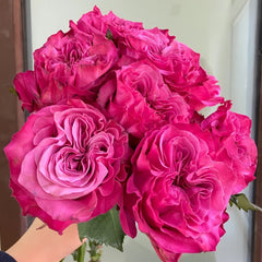 Country Blues Rose Plant|乡村蓝调 image 1
