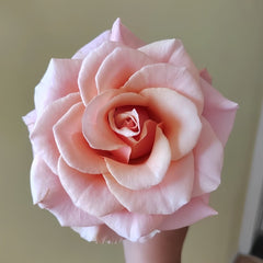 Paul Ricard Rose Plant|保罗理查德 image 1