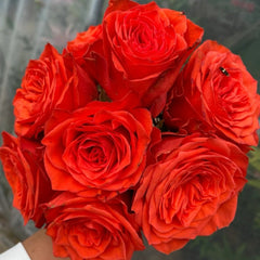 Wine Red Embroidery Rose Plant|酒红刺绣 image 3