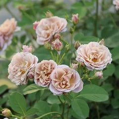 Iori Rose Plant|八神庵 image 3