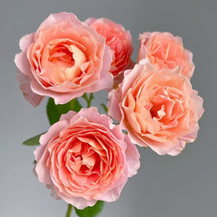 Zhiqiu Rose Plant|知秋 image 2