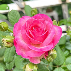 Candy Avalanche Rose Plant|糖果雪山 image 1