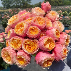 Vuvuzela Rose Plant|温柔珊瑚心 image 1