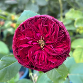 Frozen Summerhouse Rose Plant|冰雪山庄 image 0