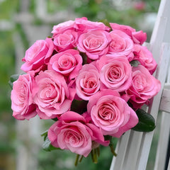 Wildberry Rose Plant|野莓子 image 0