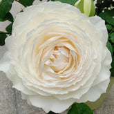 Princess Miyuki Rose Plant|美雪公主 image 0