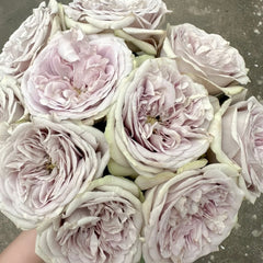 Silvermine Rose Plant|银矿 image 0