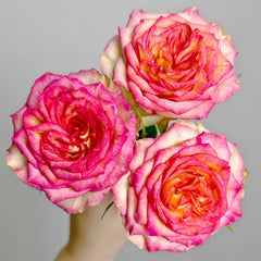 Norwegian Forest Rose Plant|挪威森林 image 2