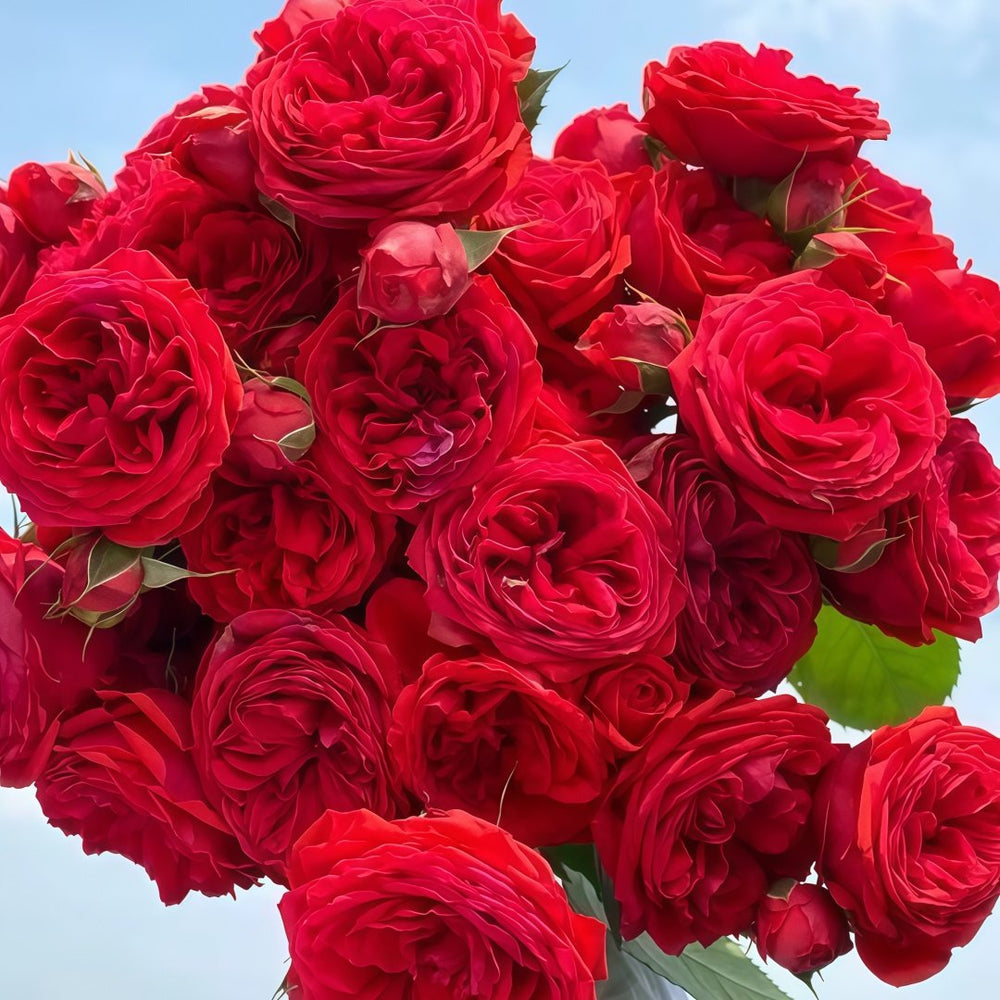 Red Apple Rose Plant|红苹果 image 0