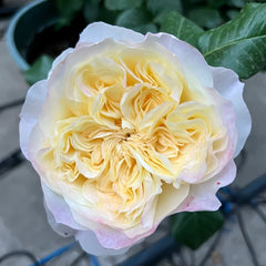 Souffle Rose Plant|舒芙蕾 image 1