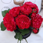 Red Leonardo da Vinci Rose Plant|红色达芬奇 image 0