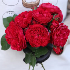 Red Leonardo da Vinci Rose Plant|红色达芬奇 image 0