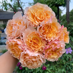La Campanella Rose Plant|橙色舞裙 image 0