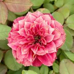 Magic Vuvuzela Rose Plant|魔法珊瑚心 image 1