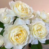 Claire Austin Rose Plant|克莱尔奥斯汀 image 0