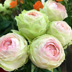 Armure Blanche Rose Plant |幻彩 image 1