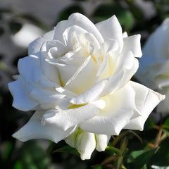 Rose Yumi Rose Plant|尤美玫瑰 image 1