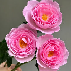 Scepter’d Isle Rose Plant|权杖岛玫瑰 image 1