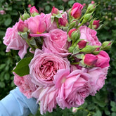 Robe à la française Rose Plant|法国礼服 image 0