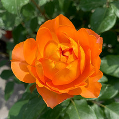 Honey Caramel Rose Plant|蜂蜜焦糖 image 3