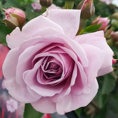 Nautica Rose Plant|诺蒂卡/海洋之心 image 1