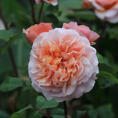 Versigny Rose Plant|维尔西尼 image 1