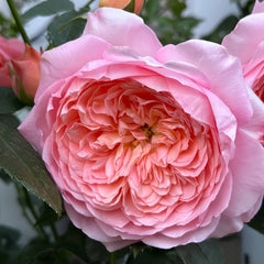 Juzi Rose Plant|橘子 image 2